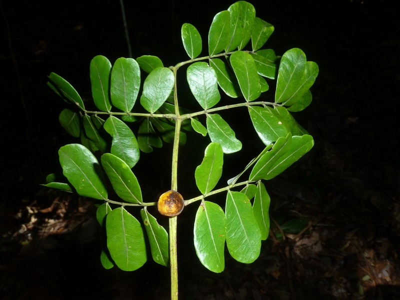 Jupunba adenophora photo 7