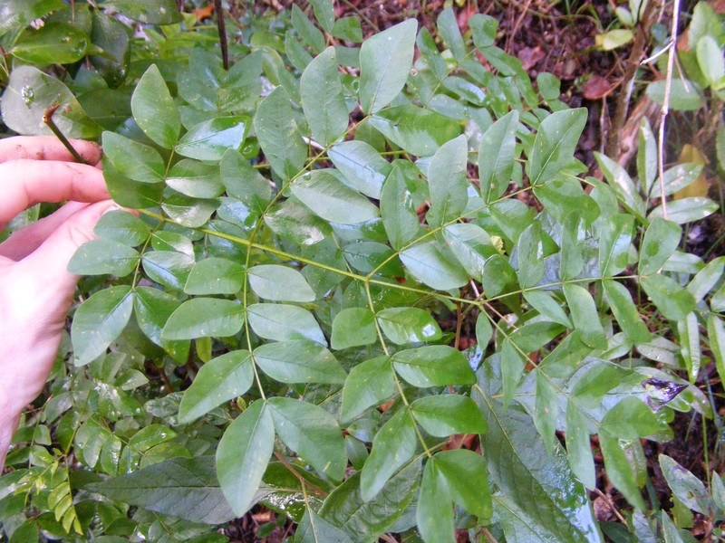 Jupunba alexandri var. troyana