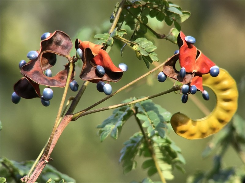 Jupunba auriculata photo 2