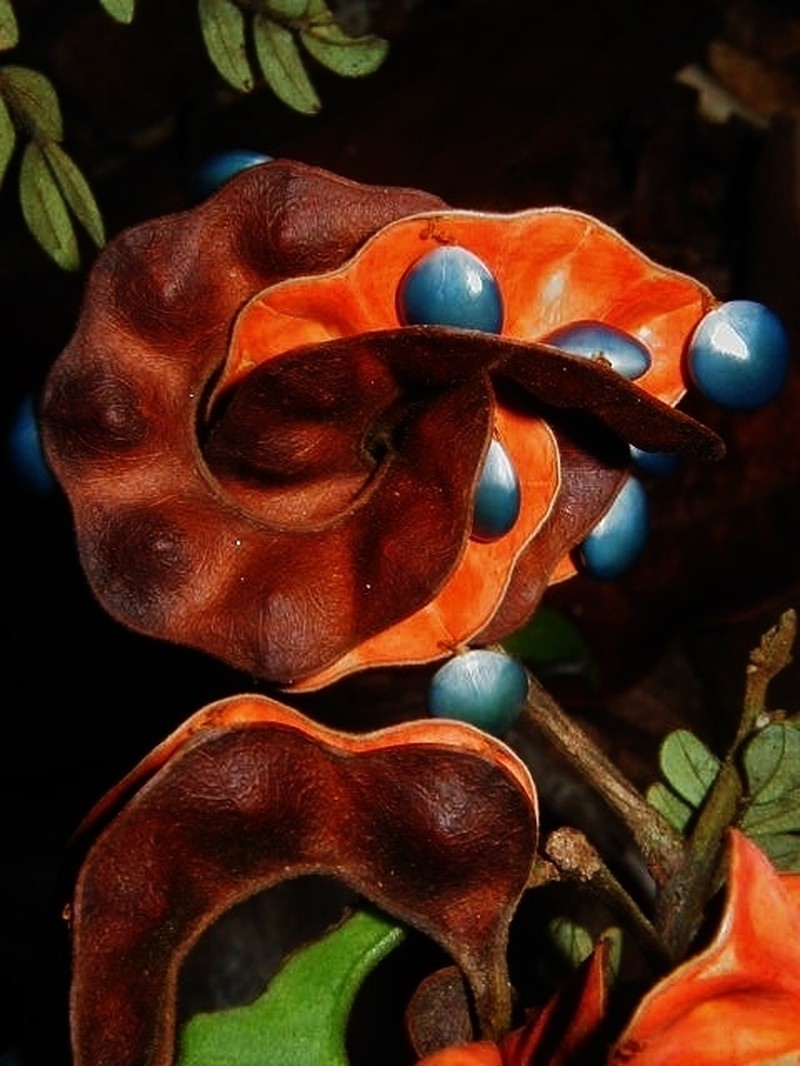 Jupunba auriculata photo 3