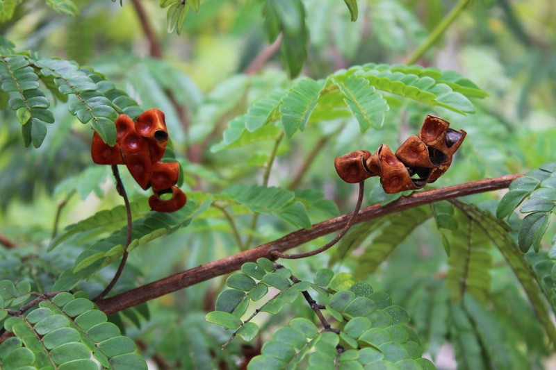 Jupunba auriculata photo 5