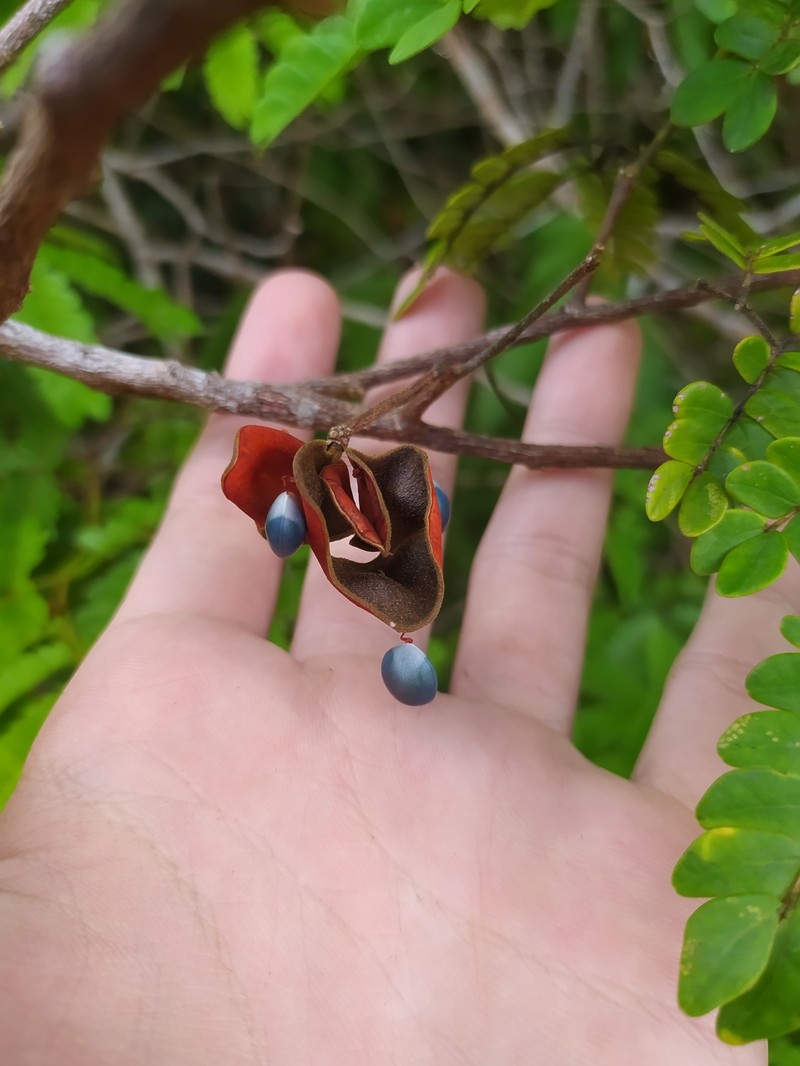 Jupunba auriculata photo 6