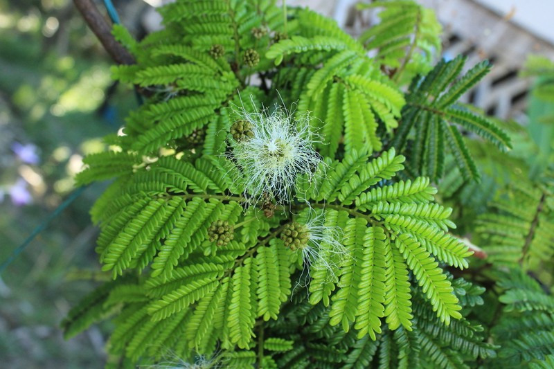 Jupunba barbouriana