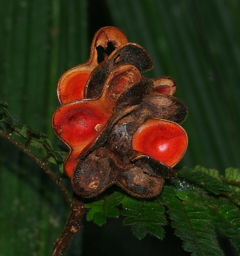 Jupunba barbouriana photo 3