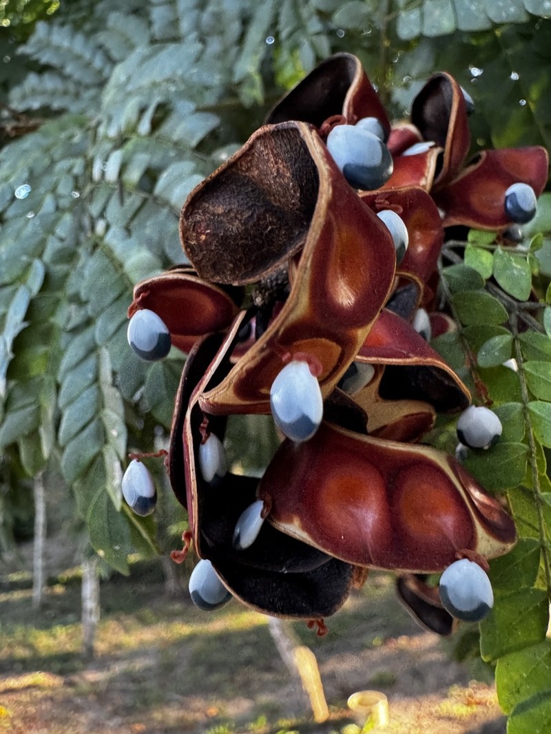 Jupunba barnebyana