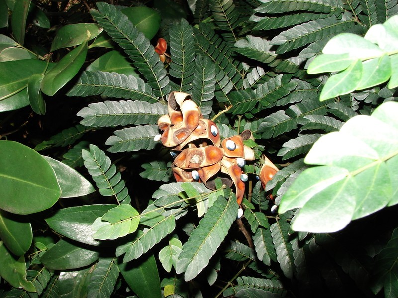 Jupunba brachystachya