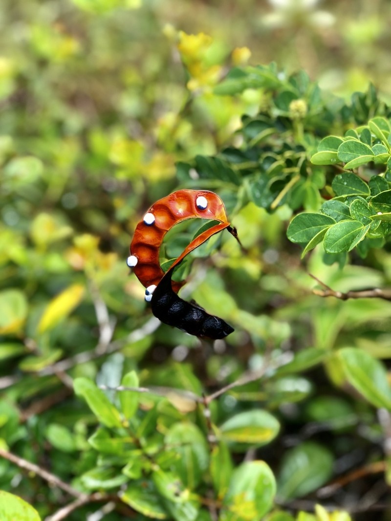 Jupunba brachystachya photo 2