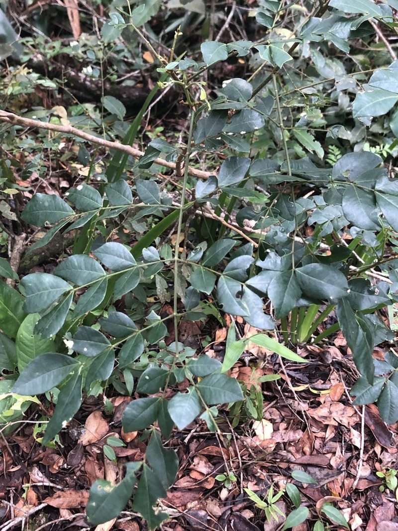Jupunba brachystachya photo 3