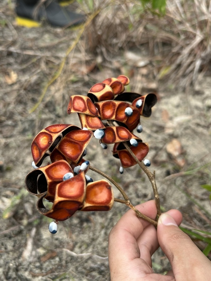 Jupunba brachystachya photo 4