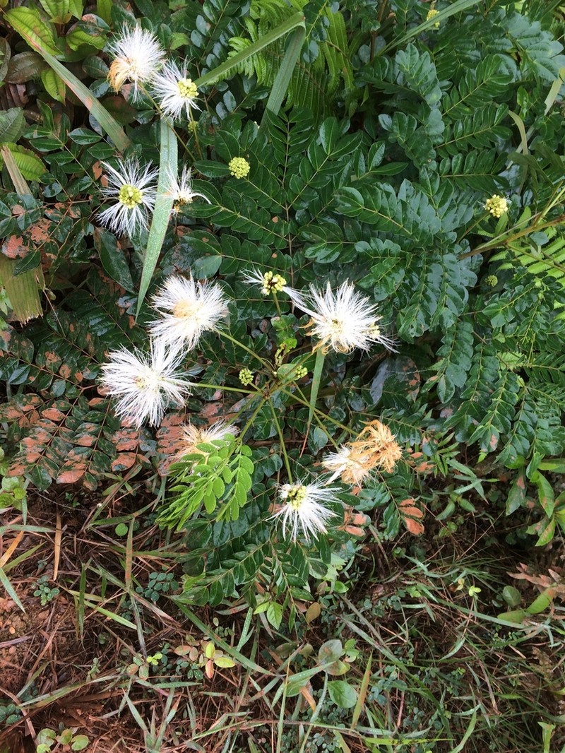 Jupunba brachystachya photo 5