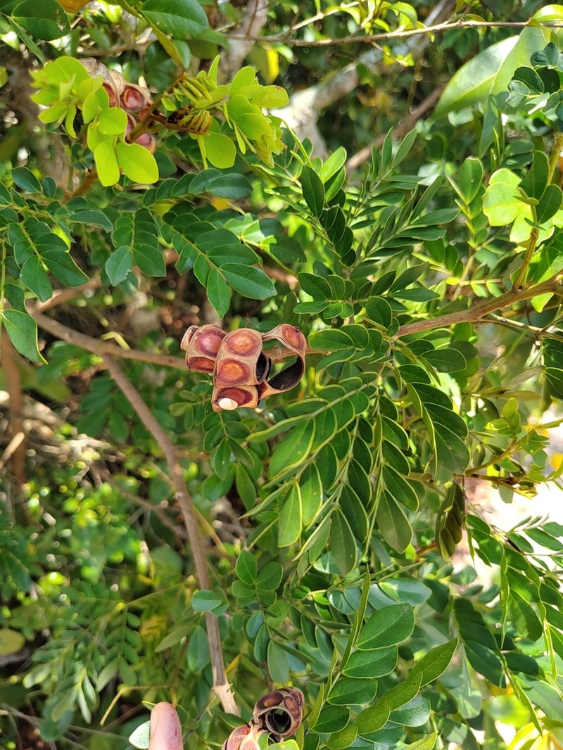 Jupunba brachystachya photo 6