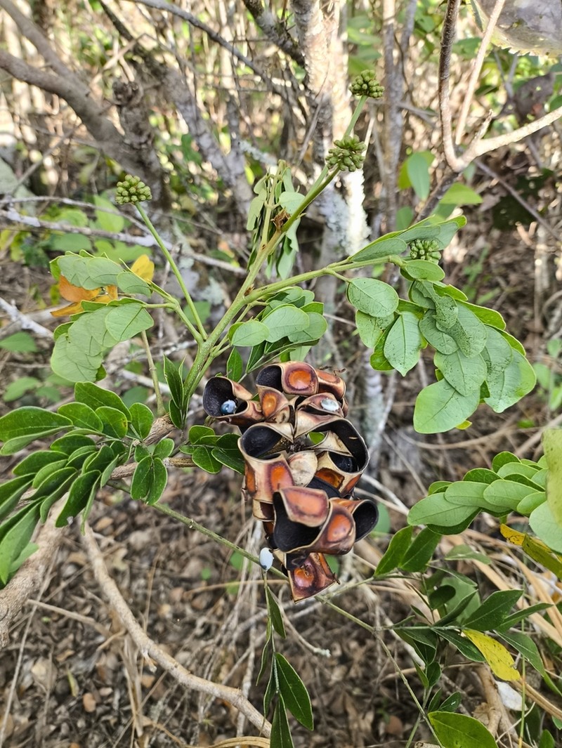 Jupunba brachystachya photo 7