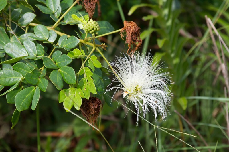 Jupunba brachystachya photo 8