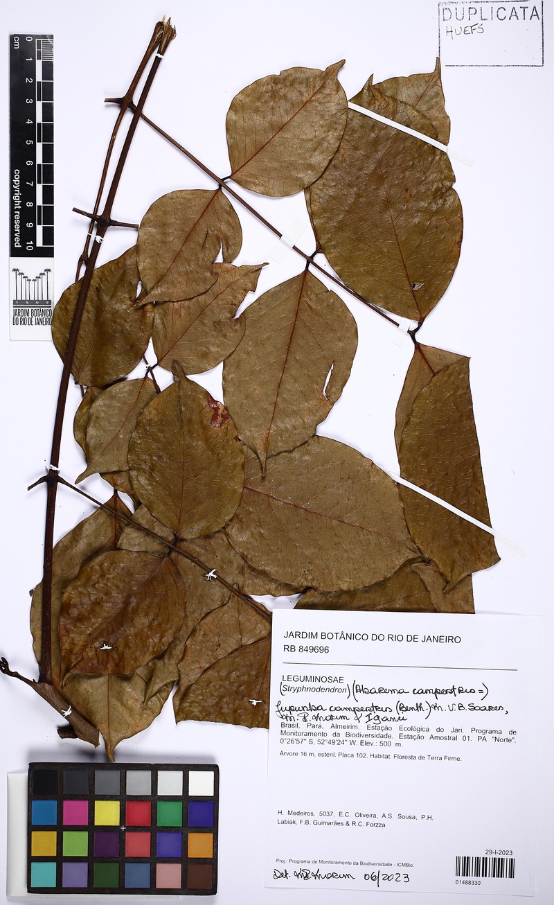 Jupunba campestris