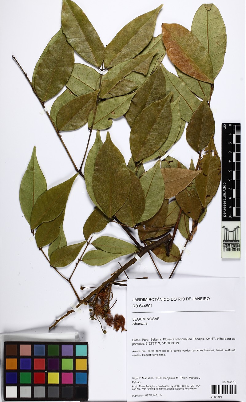 Jupunba campestris photo 2