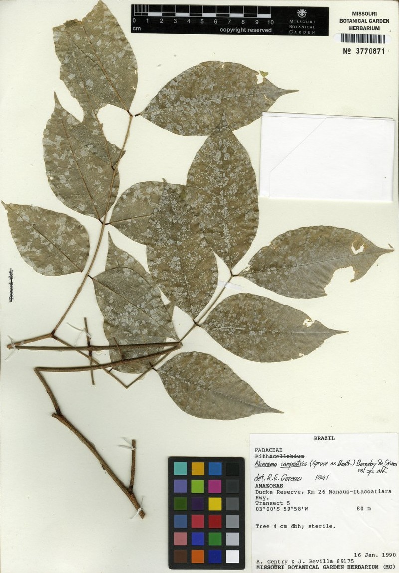 Jupunba campestris photo 3
