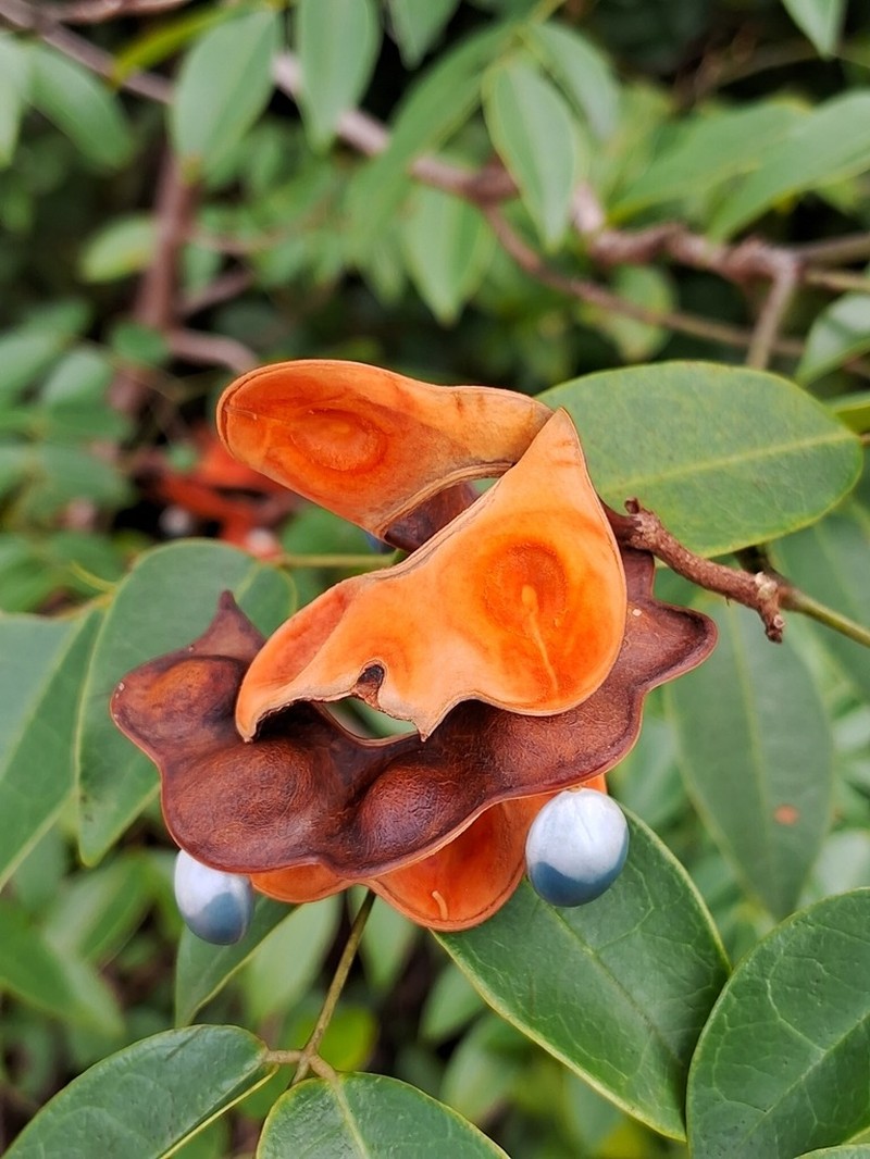 Jupunba cochleata
