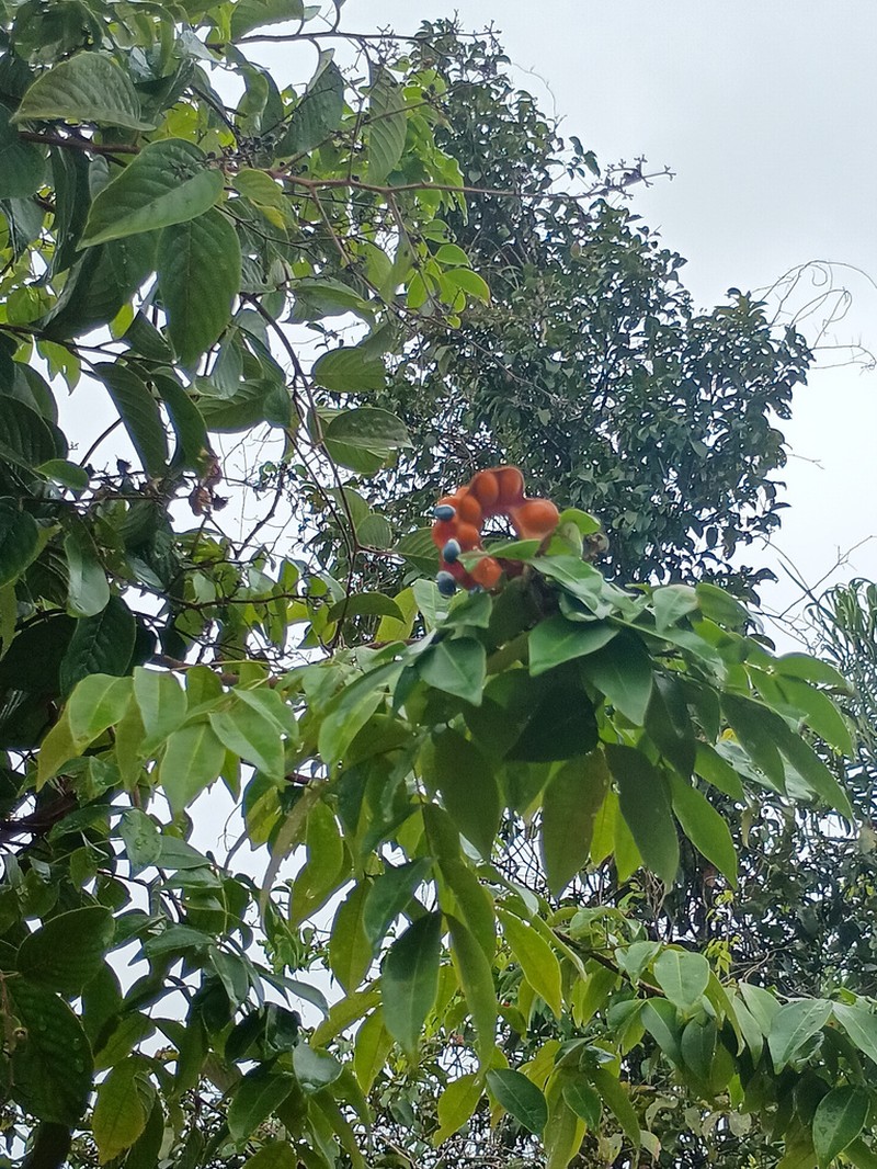 Jupunba cochleata photo 2