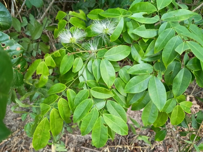 Jupunba cochleata photo 3
