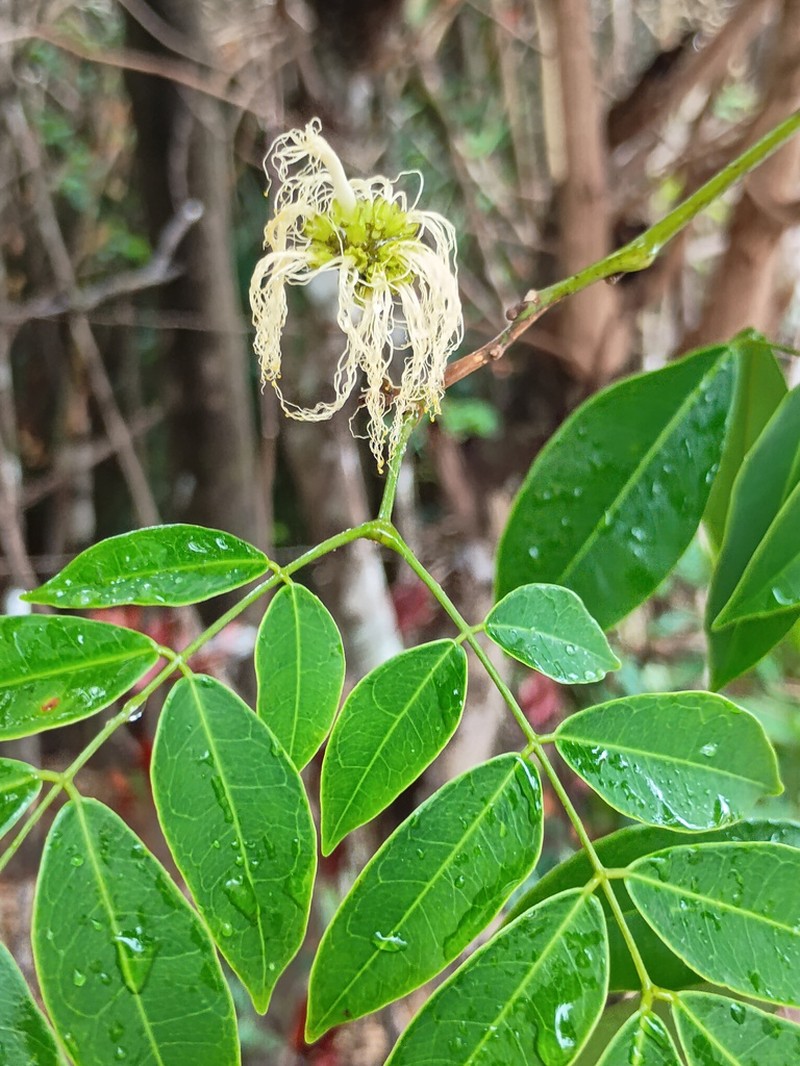 Jupunba cochleata photo 4