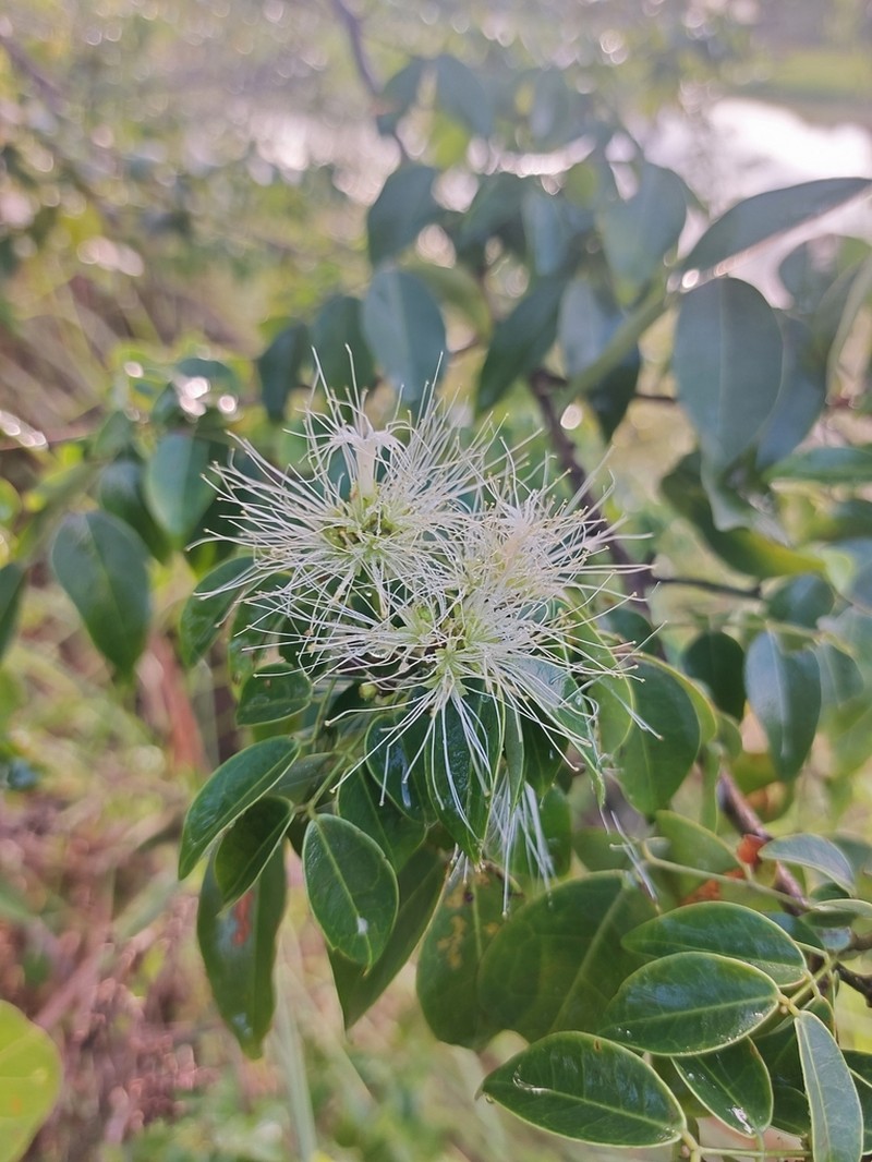 Jupunba cochleata photo 5
