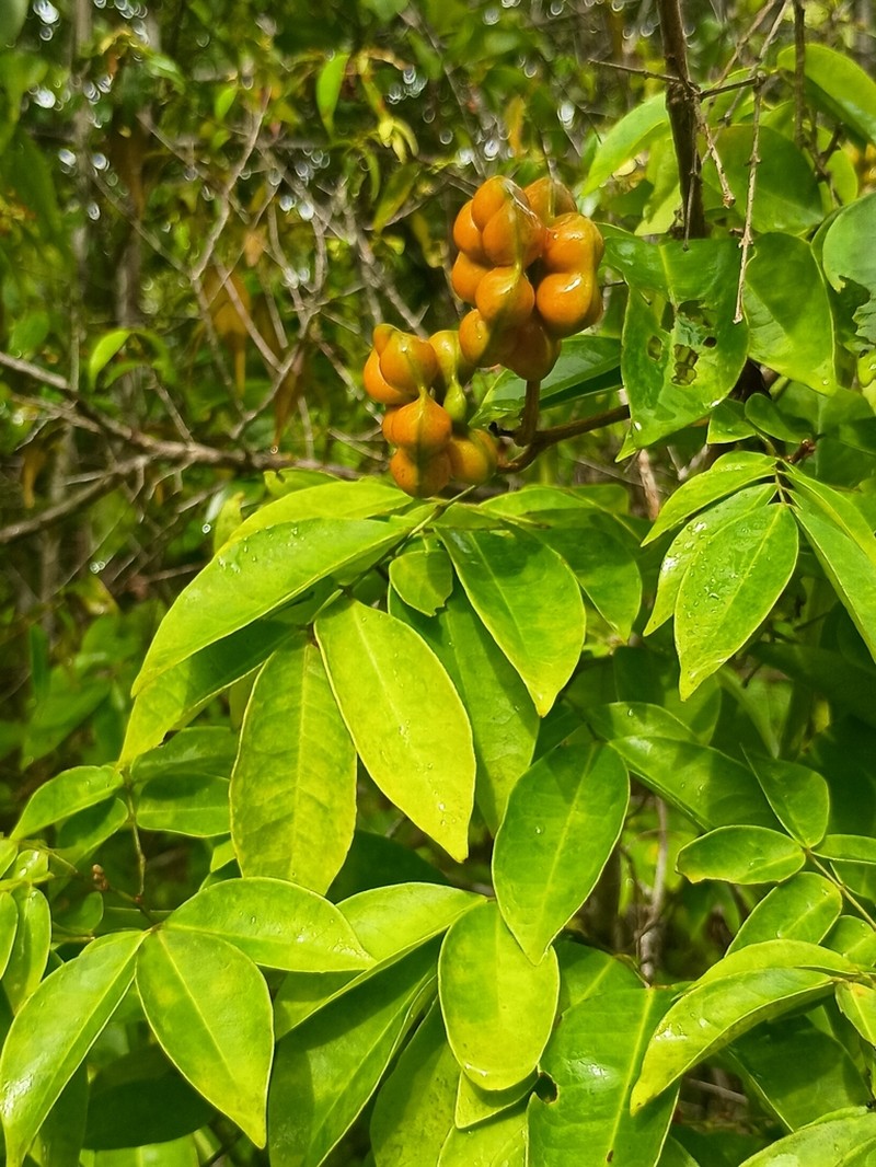Jupunba cochleata photo 6