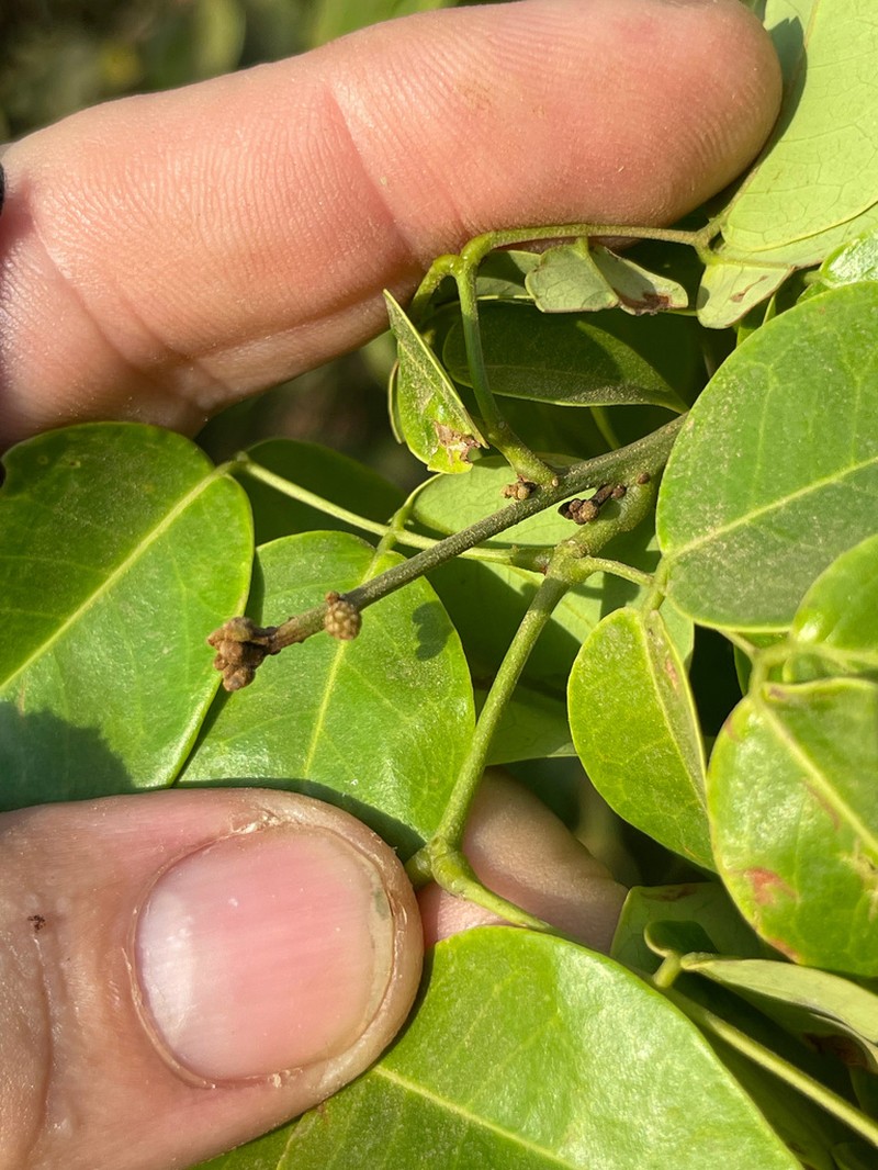 Jupunba cochleata photo 7