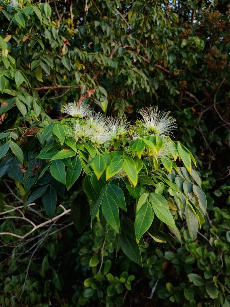 Jupunba cochleata photo 8