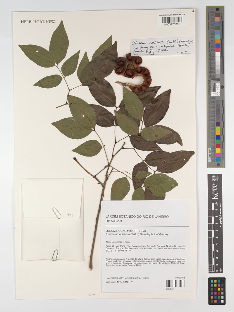 Jupunba cochleata var. moniliformis