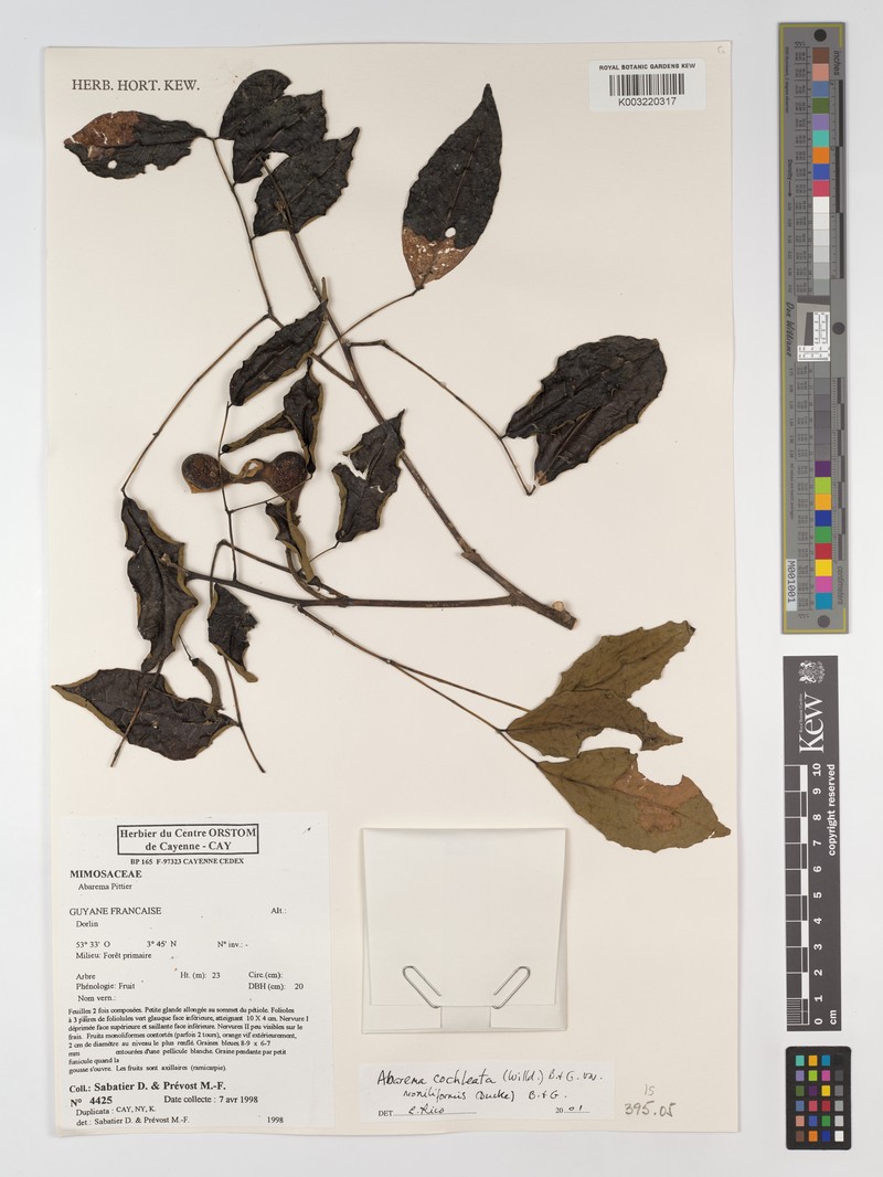 Jupunba cochleata var. moniliformis photo 2