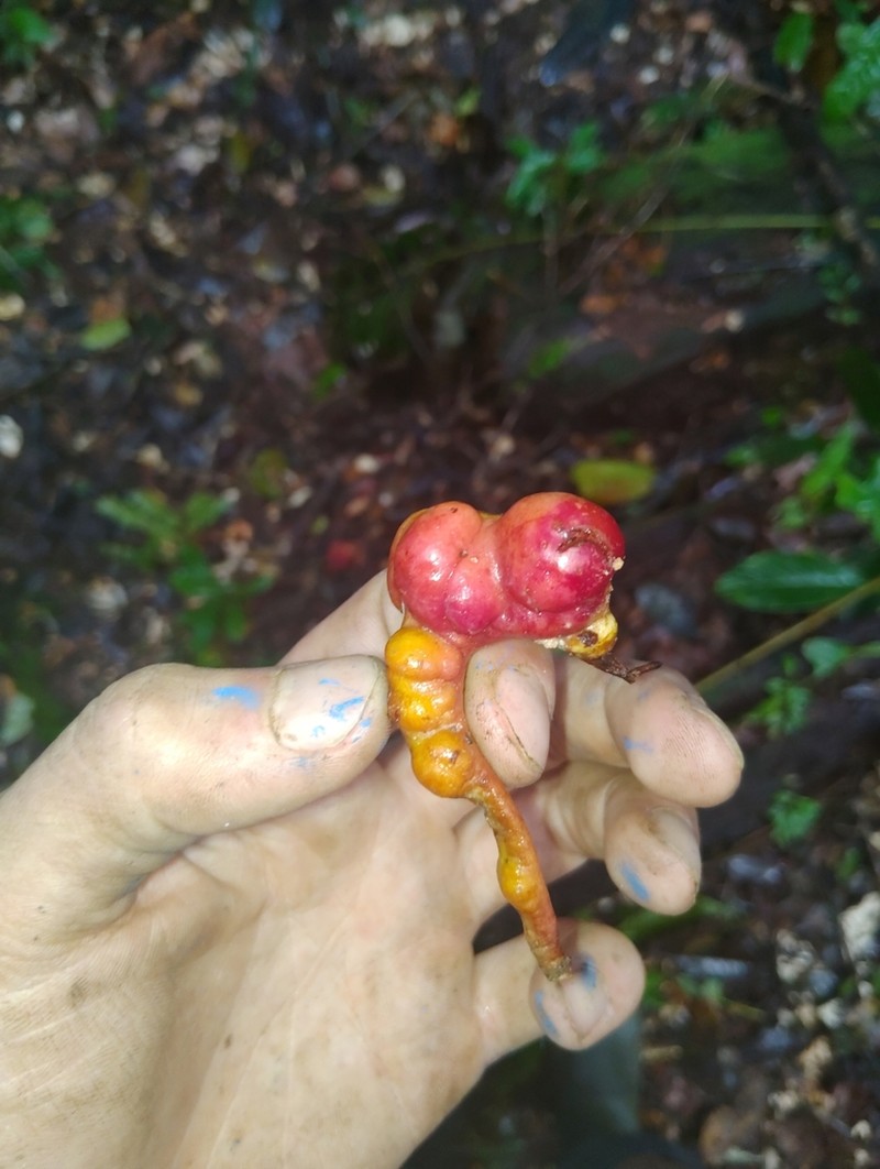 Jupunba curvicarpa