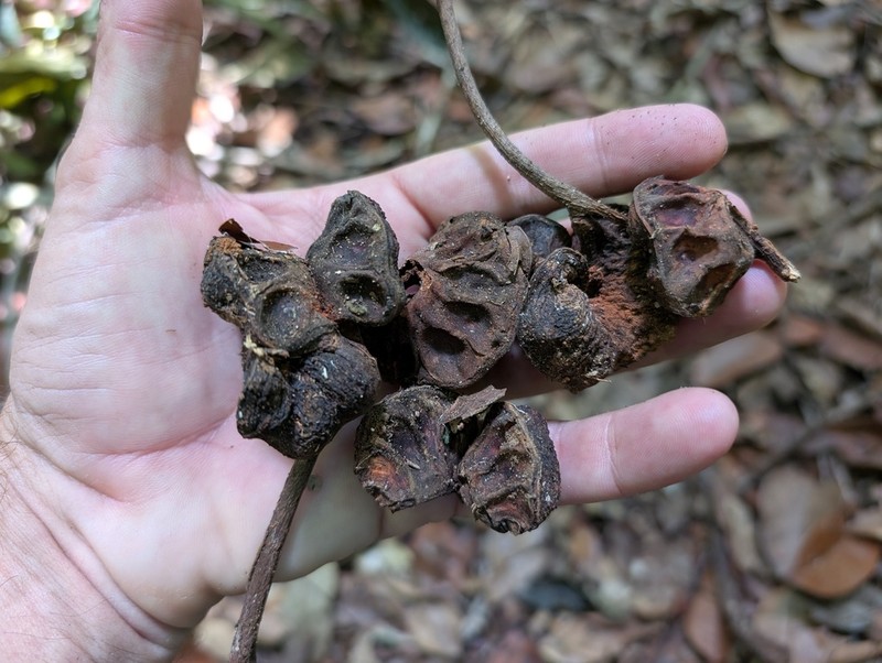 Jupunba curvicarpa photo 3