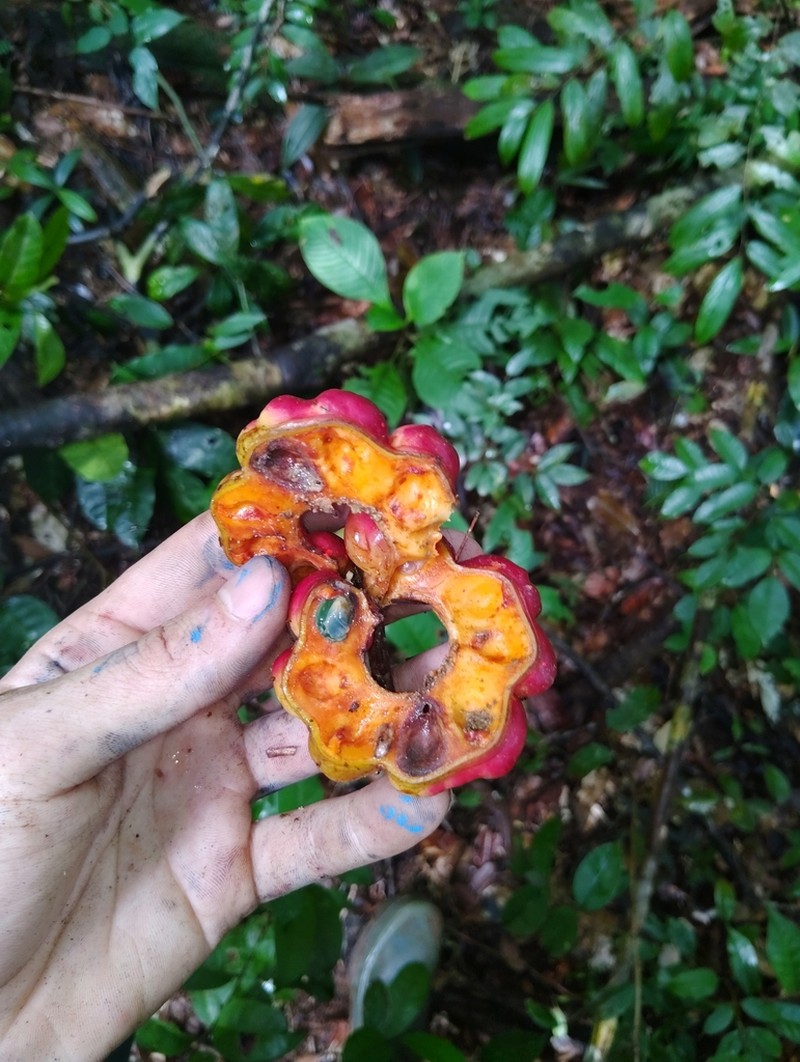 Jupunba curvicarpa photo 4