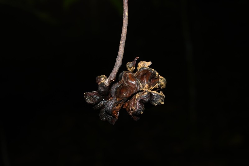 Jupunba curvicarpa photo 5
