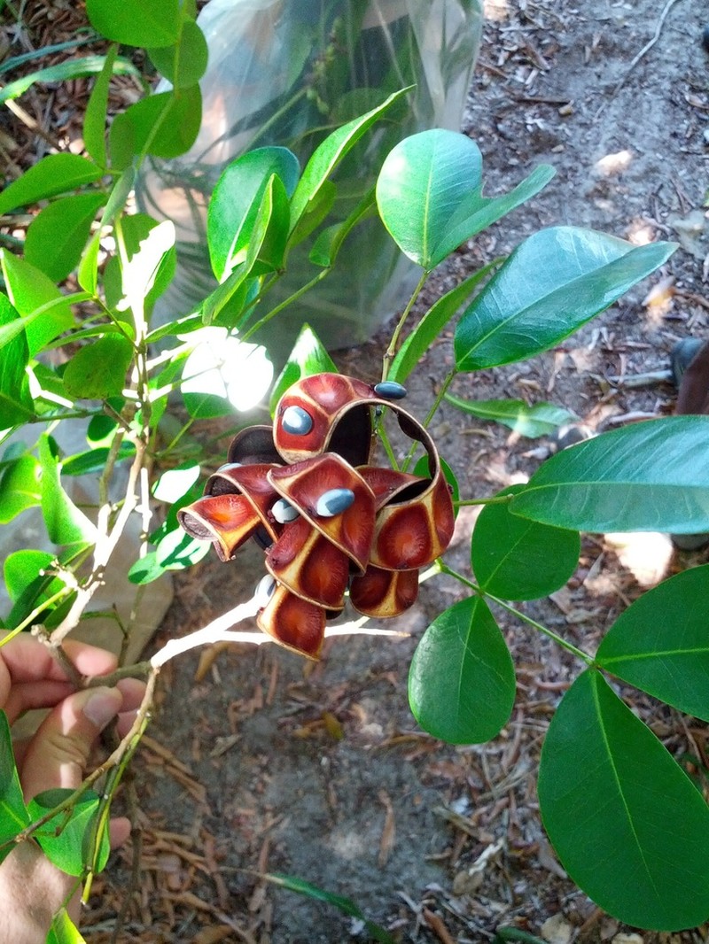 Jupunba filamentosa