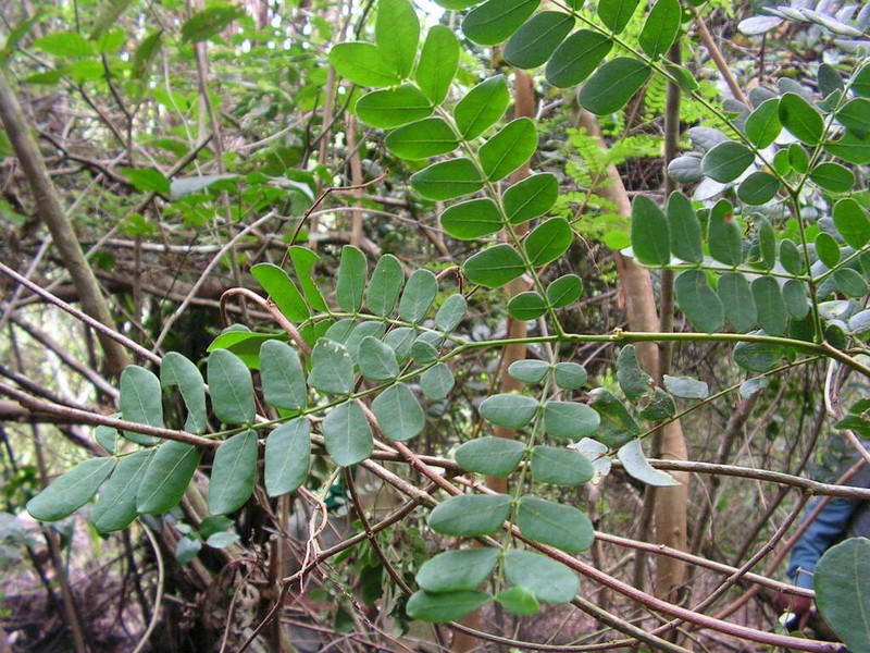 Jupunba filamentosa photo 6