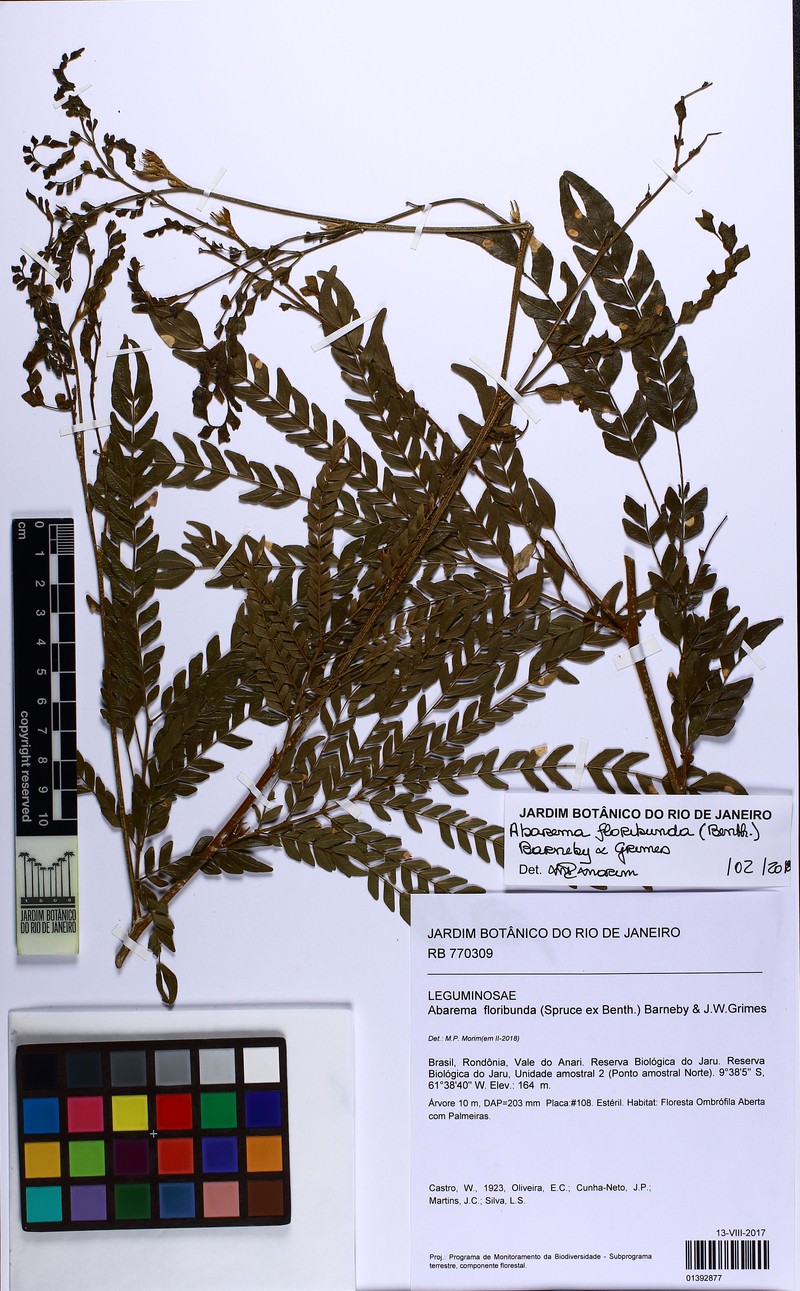 Jupunba floribunda