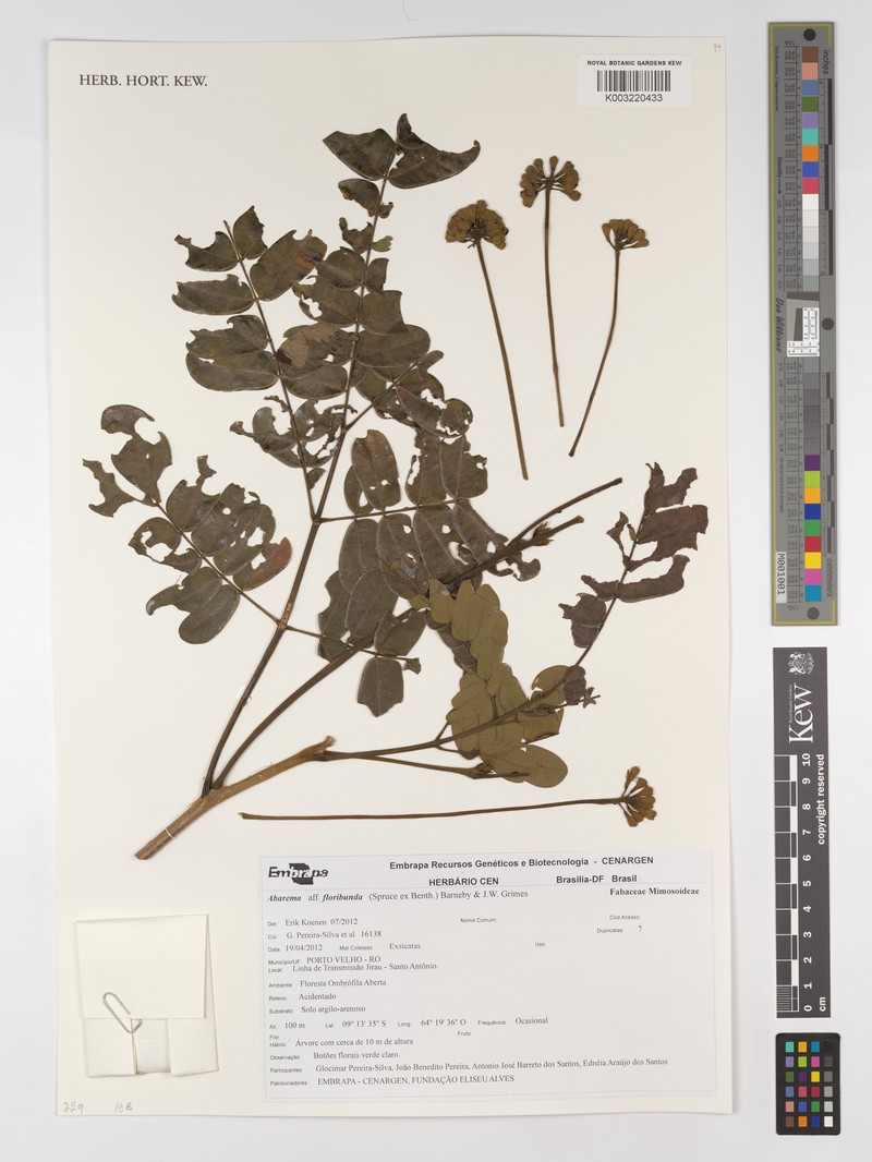 Jupunba floribunda photo 2