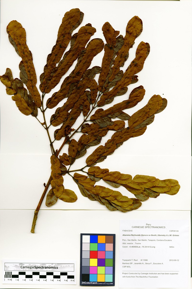 Jupunba floribunda photo 3