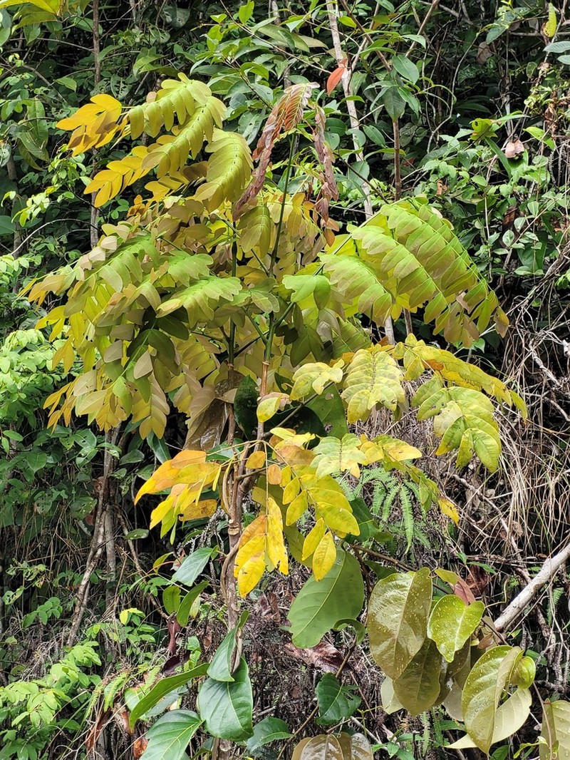 Jupunba gallorum photo 2