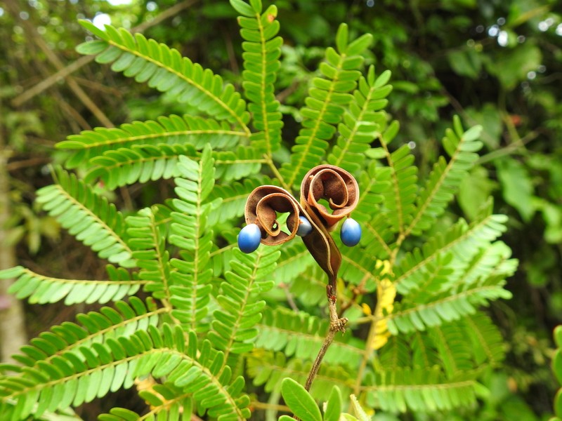 Jupunba idiopoda