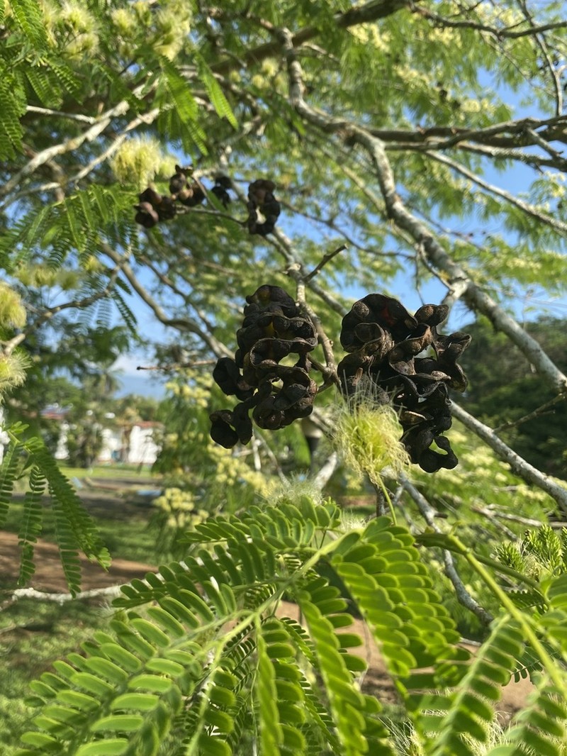 Jupunba idiopoda photo 2