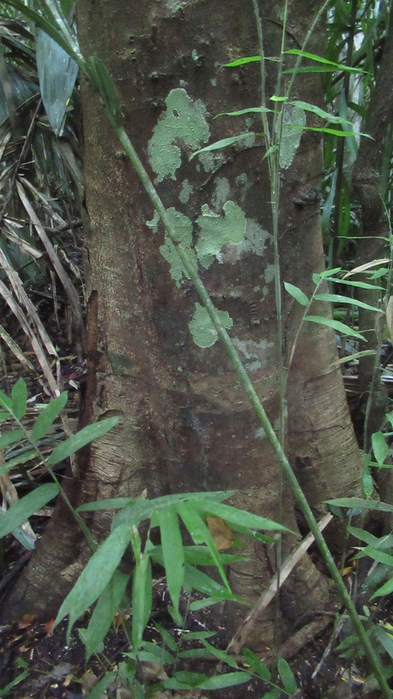 Jupunba idiopoda photo 3