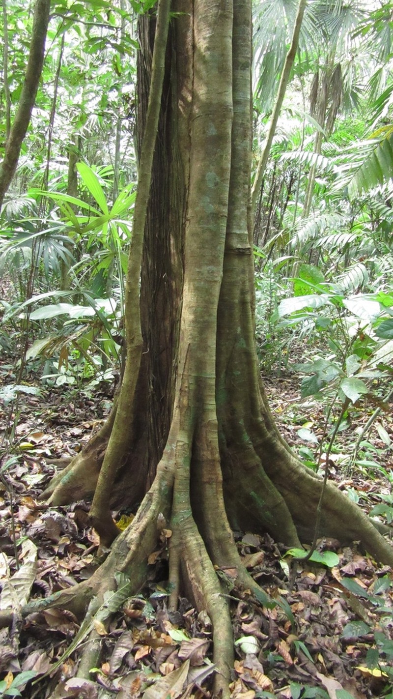 Jupunba idiopoda photo 4