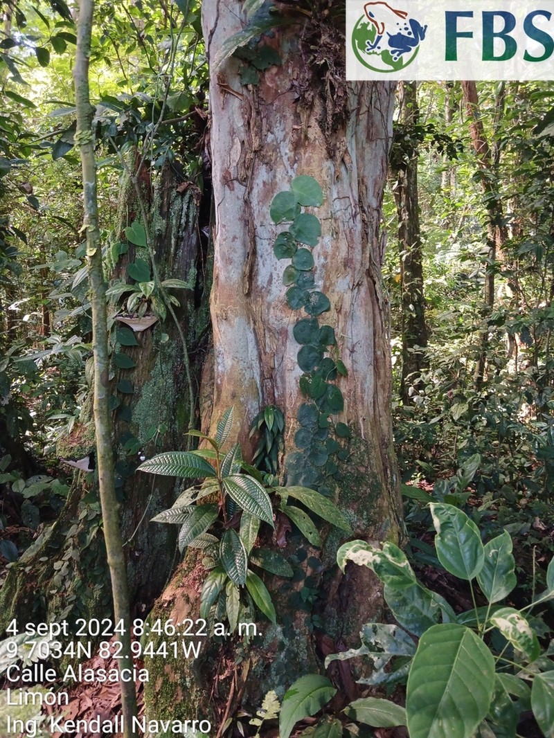 Jupunba idiopoda photo 5
