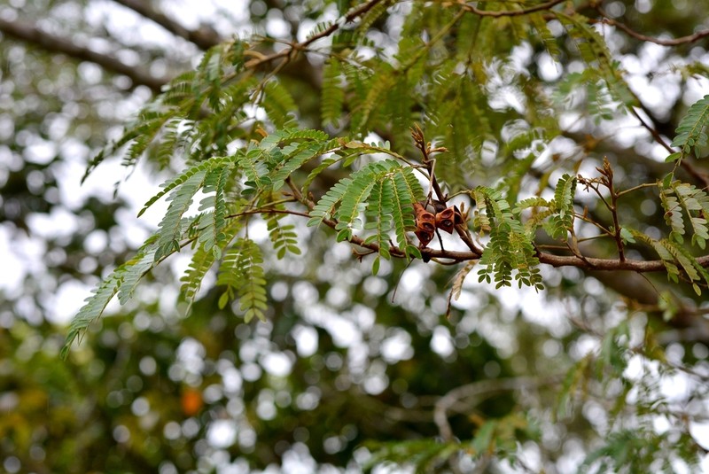 Jupunba idiopoda photo 6