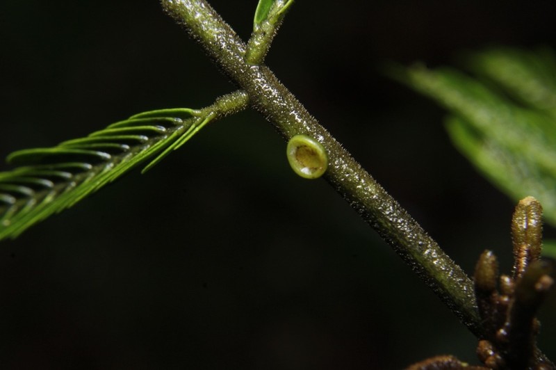 Jupunba idiopoda photo 7