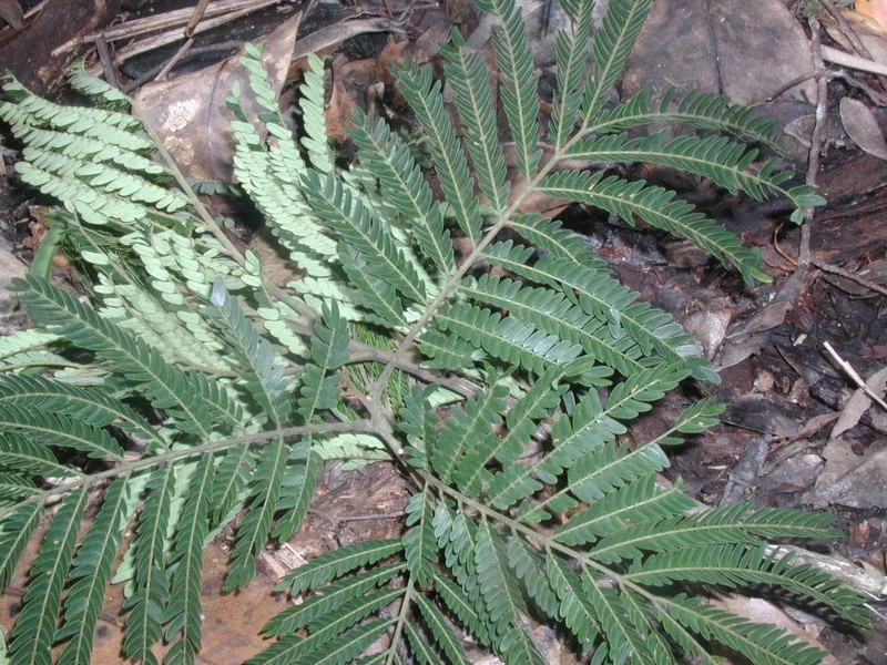 Jupunba idiopoda photo 8