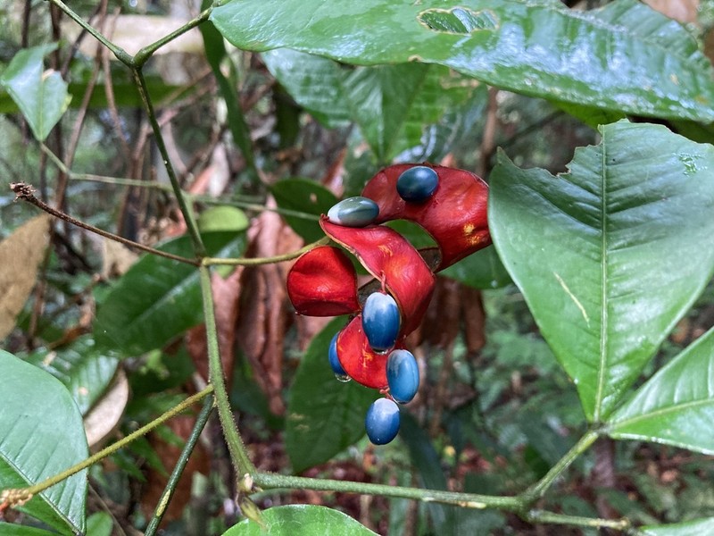 Jupunba laeta photo 2