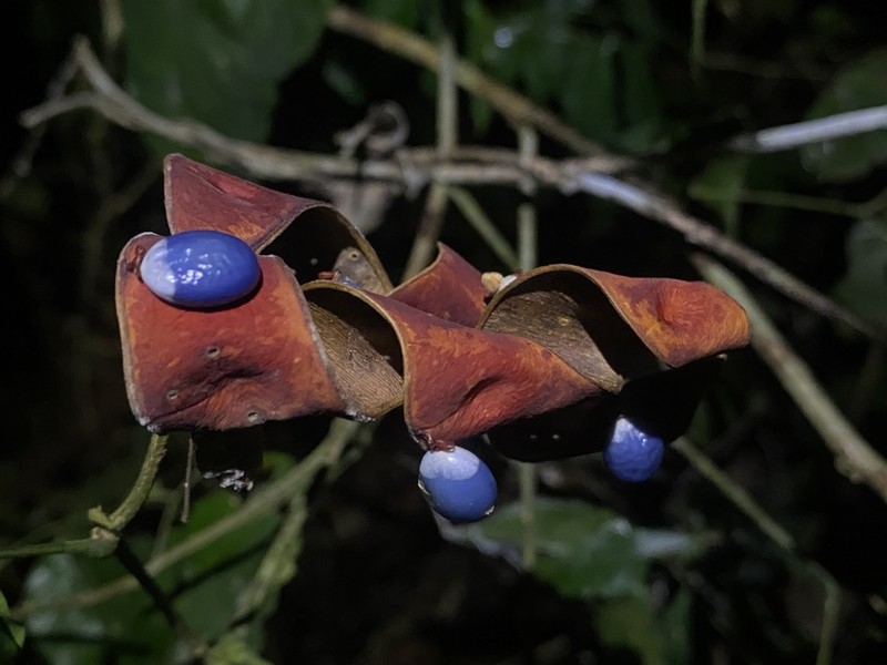 Jupunba laeta photo 3